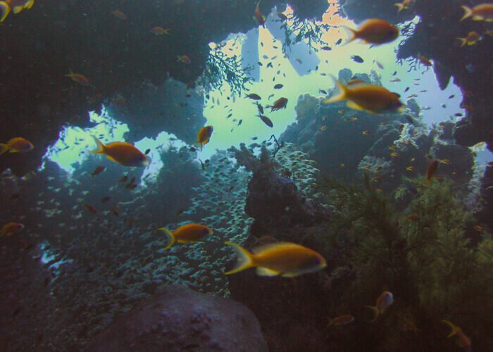 snorkeling in The Red Sea