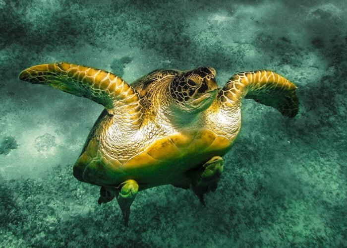 Snorkeling Trip at Hamata Islands From Marsa Alam