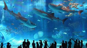 Hurghada Grand Aquarium :things to do in Hurghada City